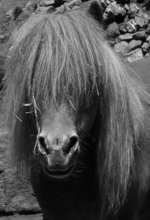 http://mystikfofo.free.fr/2animaux/poney%20gothic.jpg